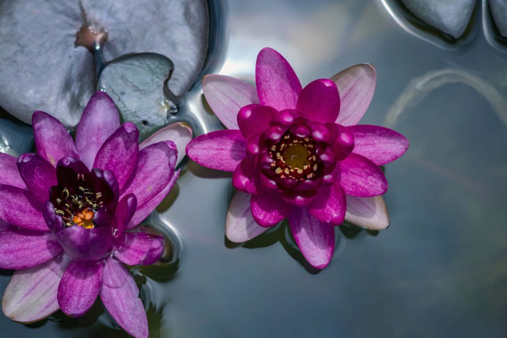 Fiore di loto rosa nell'acqua