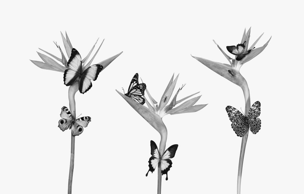 Farfalle su fiori di uccello del paradiso