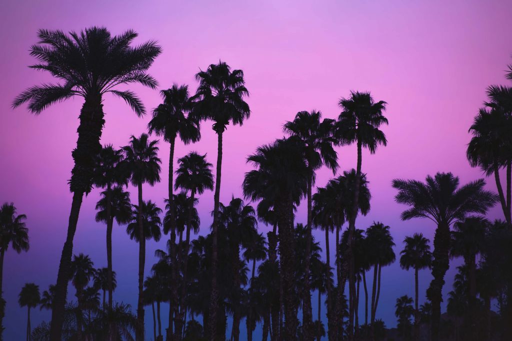 Palms with Pink Sky