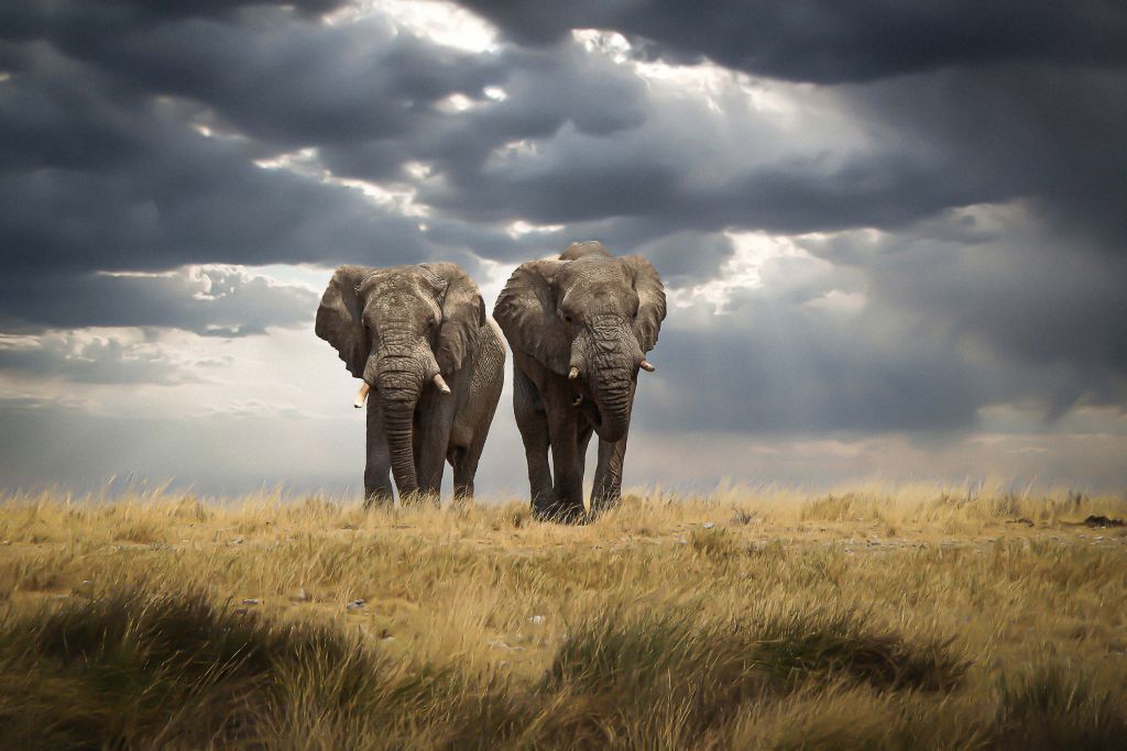 Elephant brothers