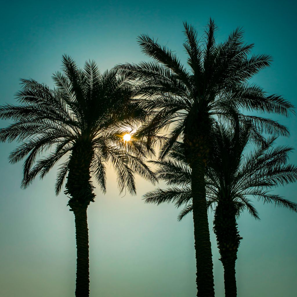 Silhouette palme