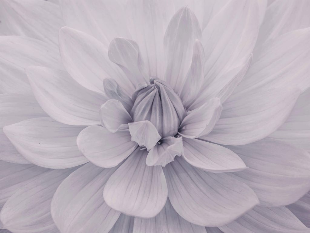 Fiore di dalia bianco