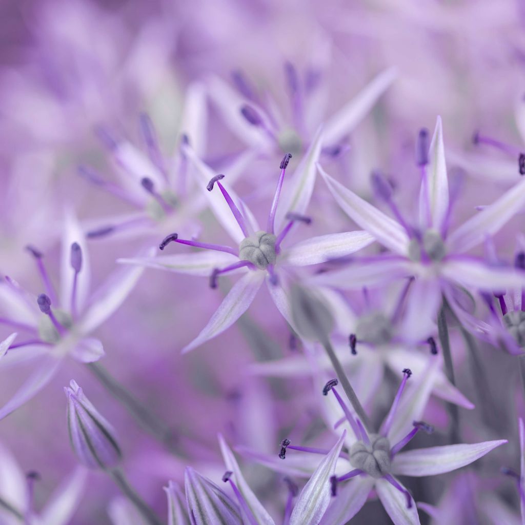 Fiori di allium viola