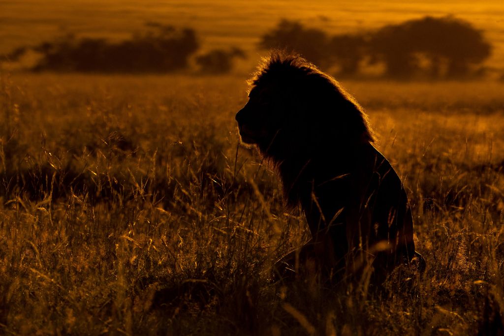 Silhouette di leone maschio