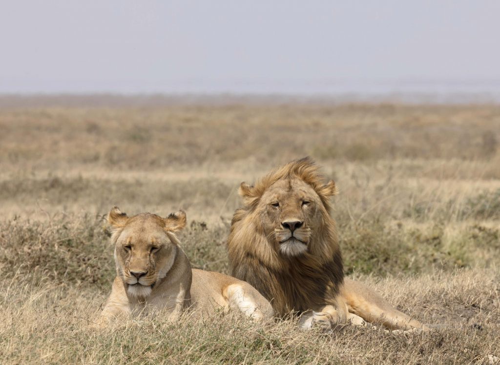 Leone e leonessa nella savana