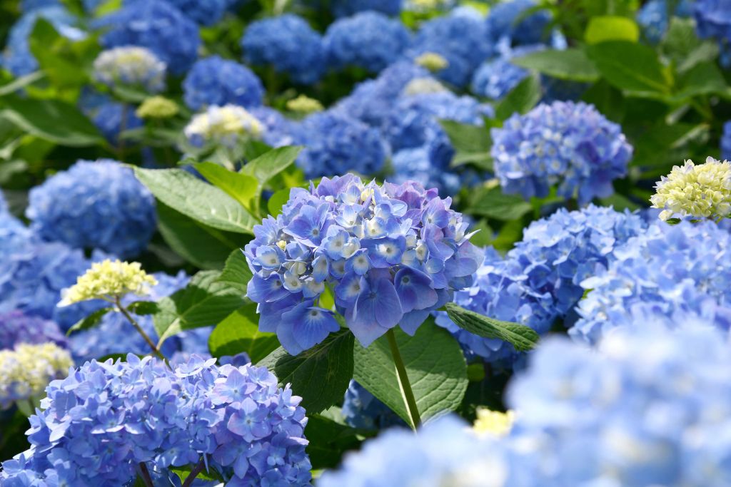 Ortensie blu in fiore