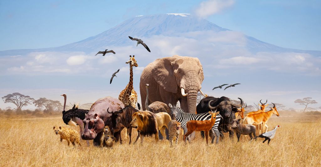 Animali africani sul Kilimangiaro