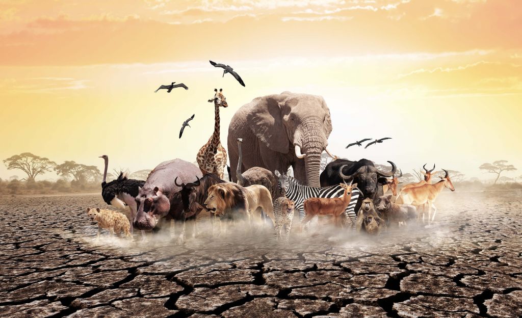 Animali in Africa