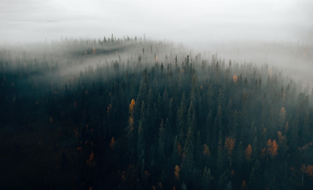 Foresta nebbia