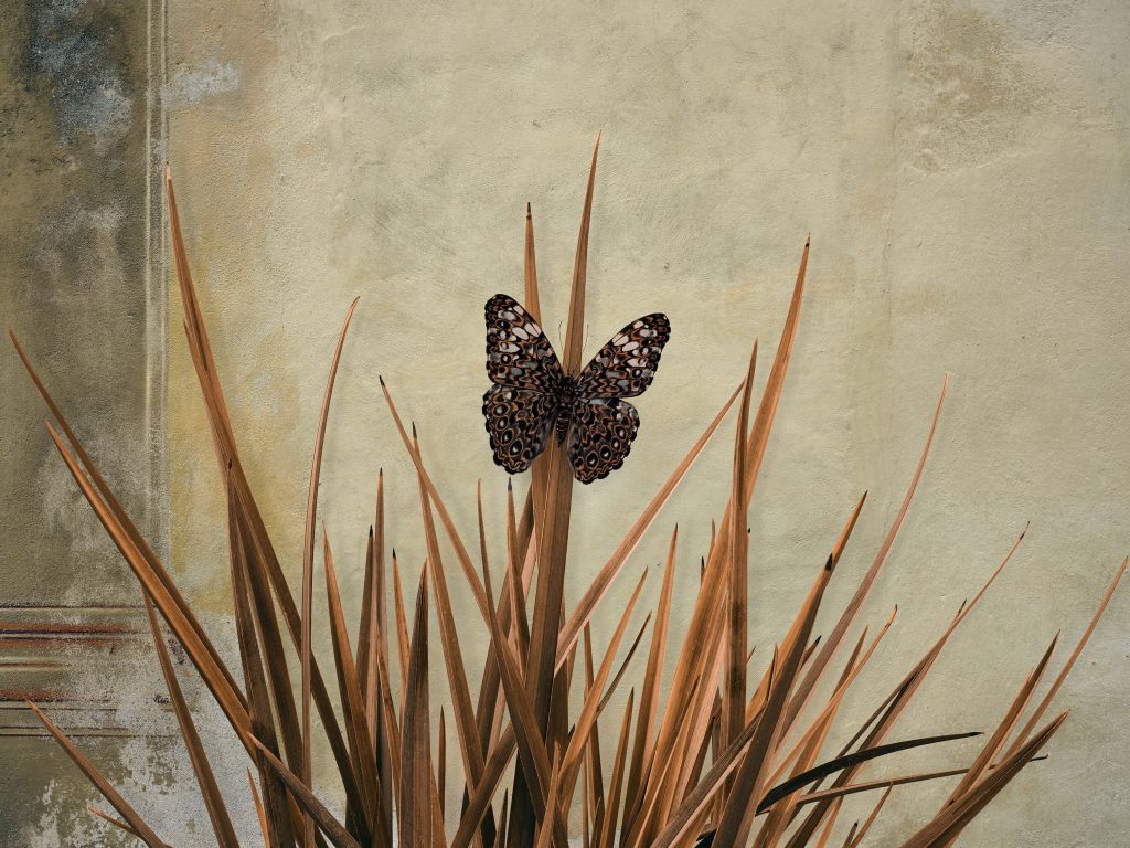 Farfalla vicino a vecchio muro