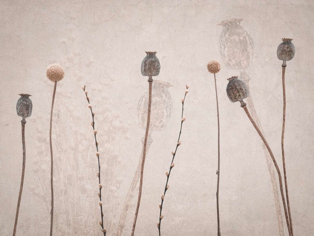 Boccioli d'autunno Silenzio