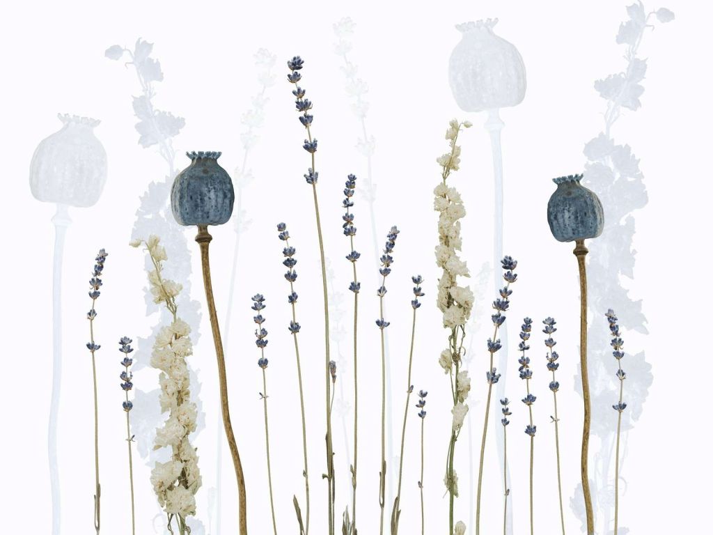 Acquerello Flora Sogno