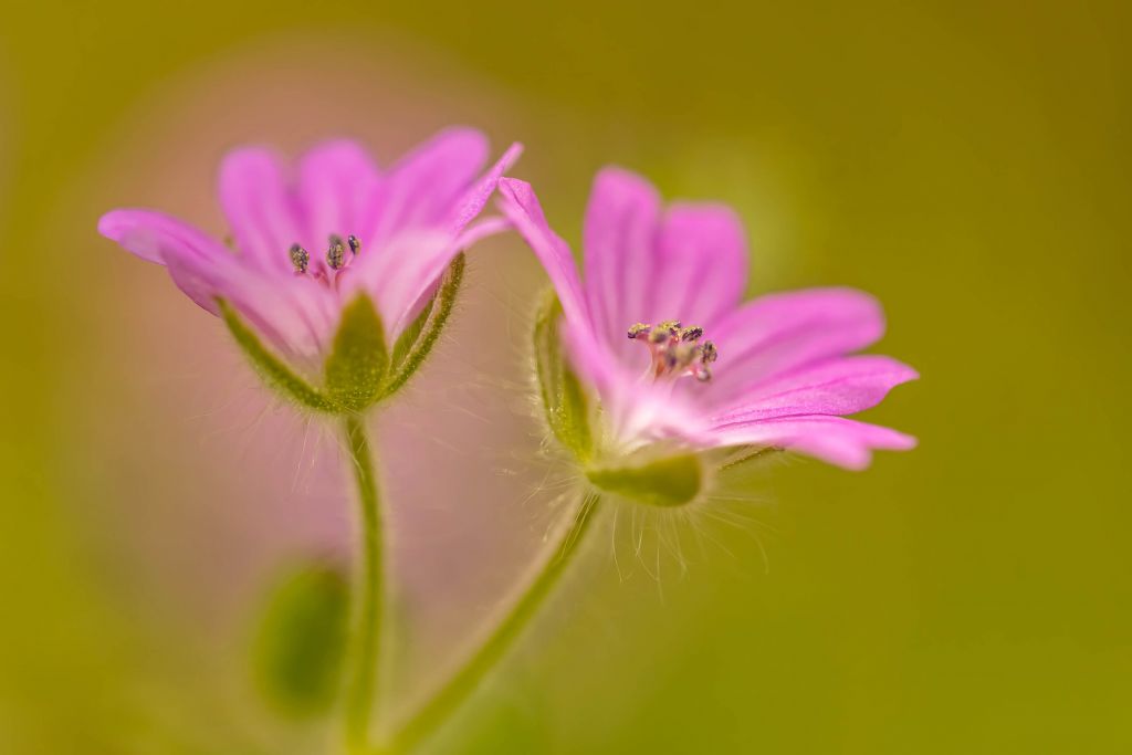 Due magici fiori rosa