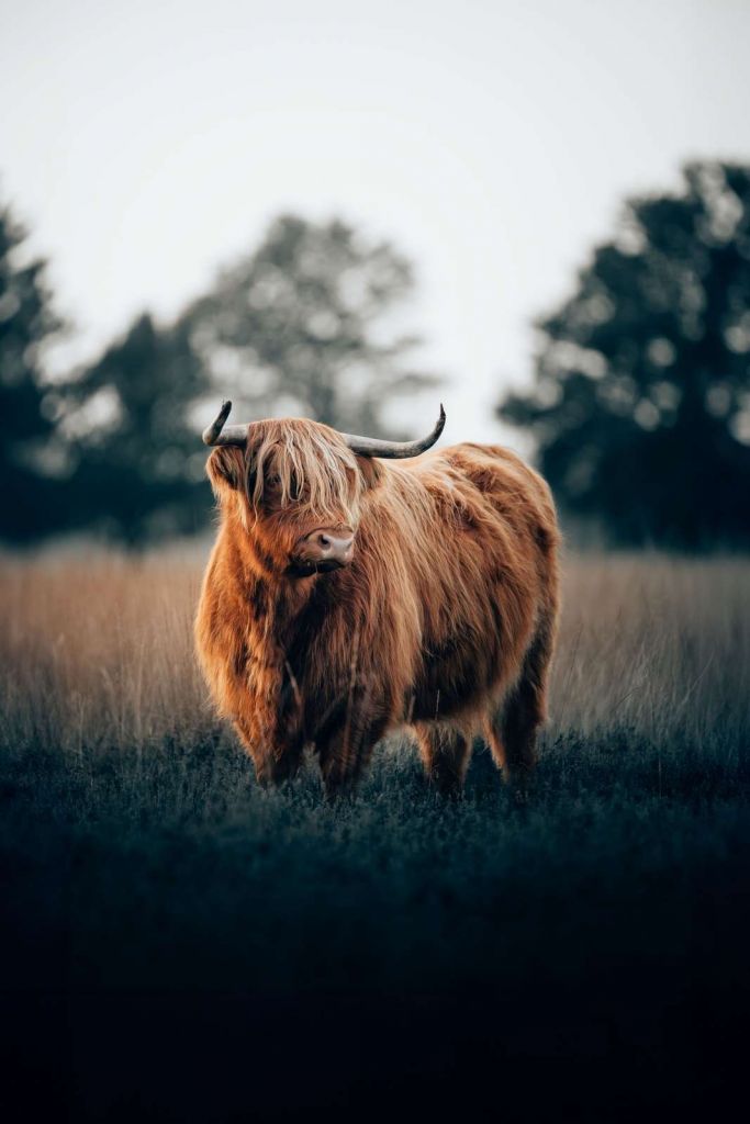 Ritratto di bovini delle Highland