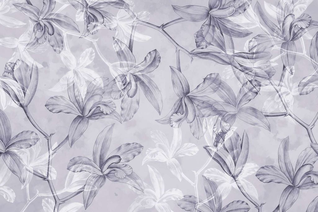 Sogno di Orchidea Viola