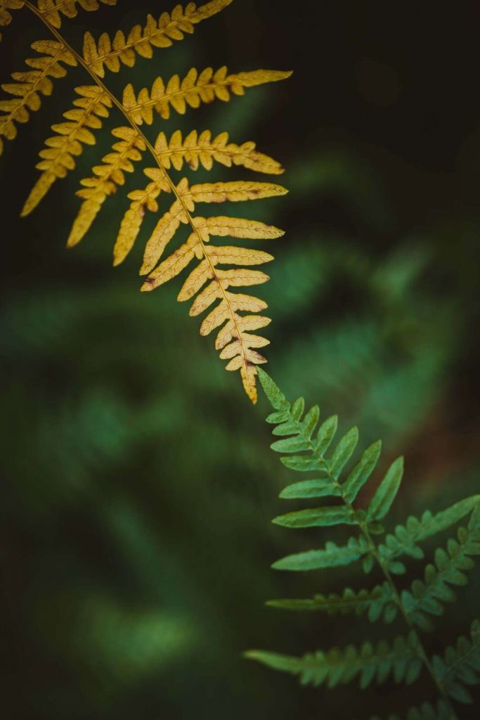 Incontro delle Stagioni