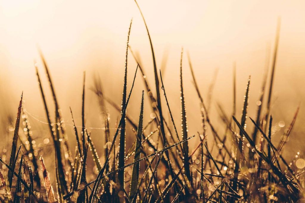 Erba di rugiada scintillante