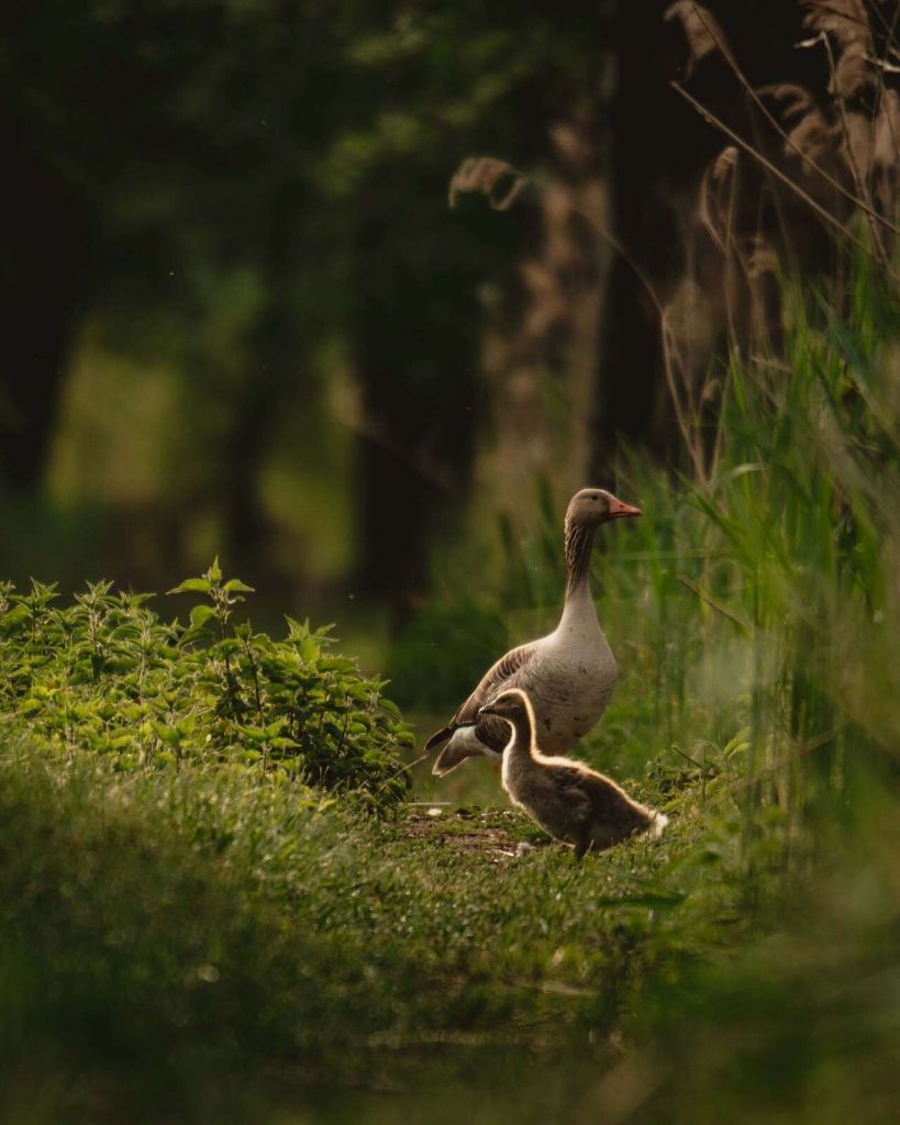 Famiglia di oche nel bosco