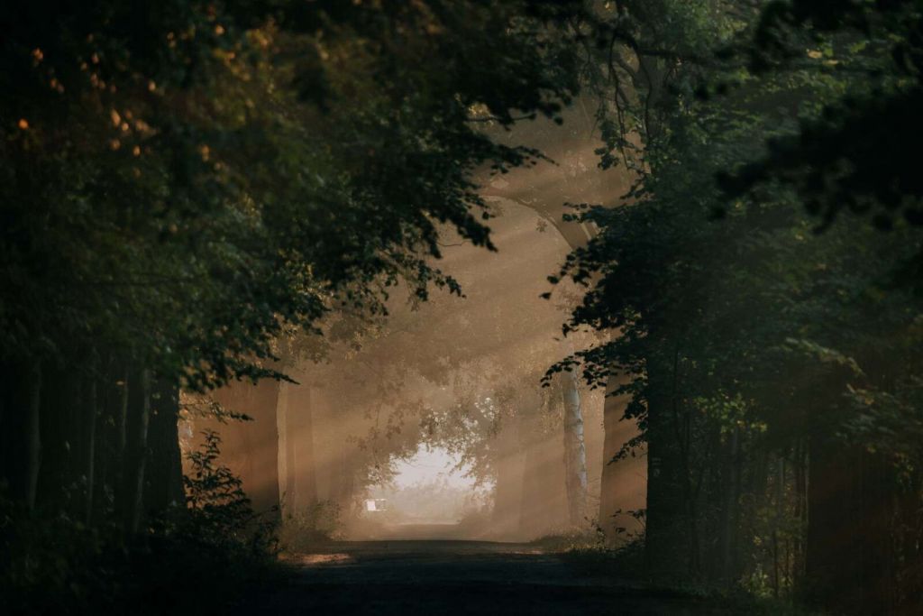 Luce dorata nel bosco