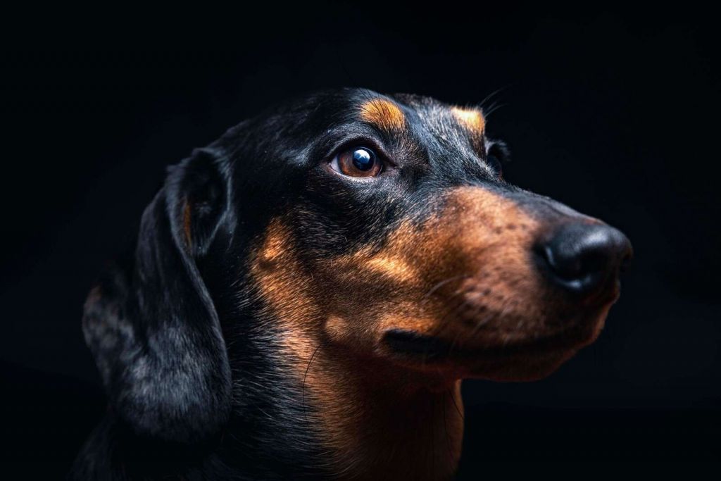 Ritratto di un orgoglioso bassotto