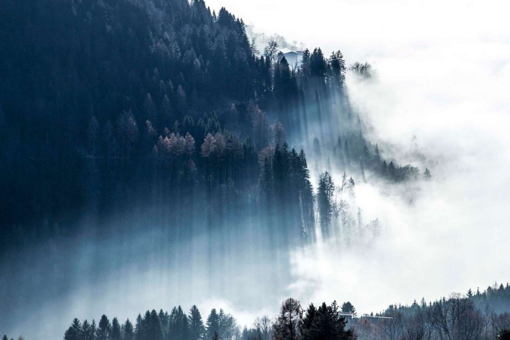 Luce del mattino nella foresta nebbiosa