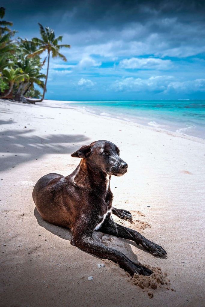 Cane nero sulla spiaggia tropicale