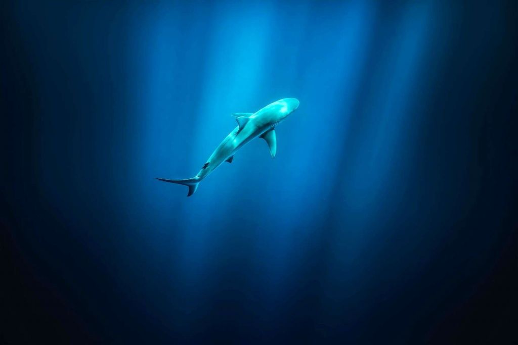 Haai in profondo luce dell'oceano blu