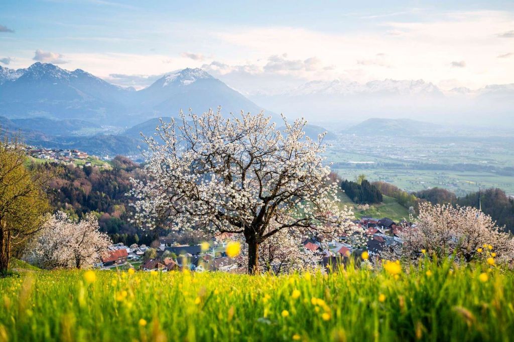 Albero in fiore in una valle di montagna alla luce primaverile.