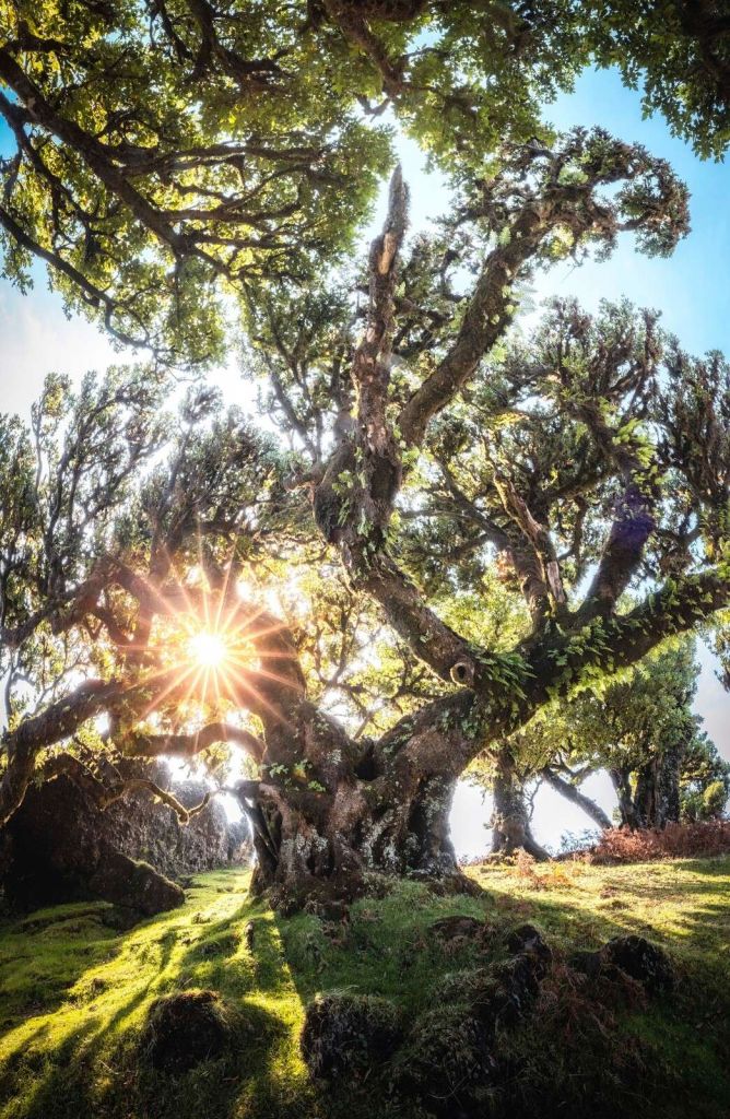 Luce solare attraverso antiche chiome degli alberi