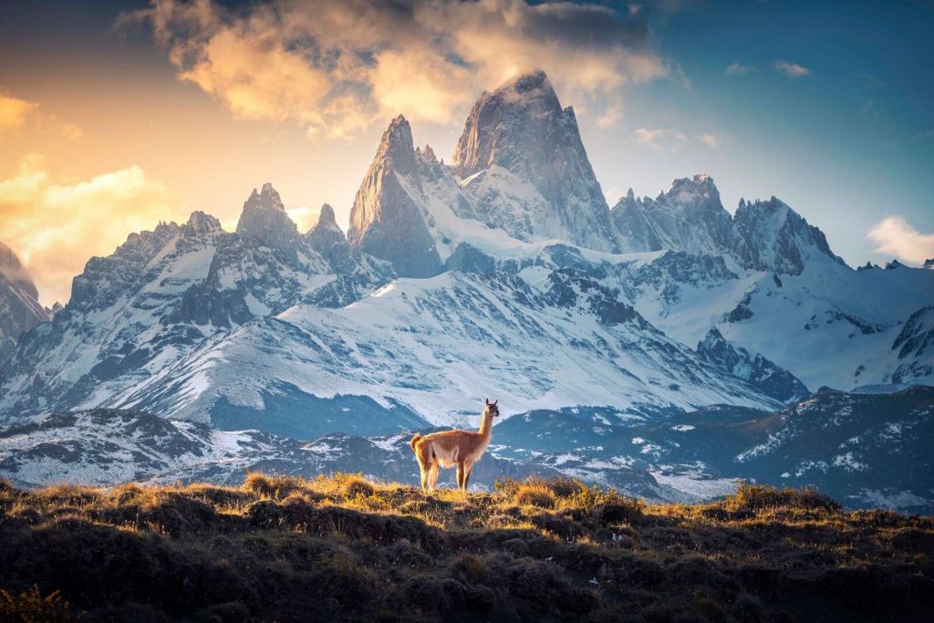 Guanaco tra cime innevate