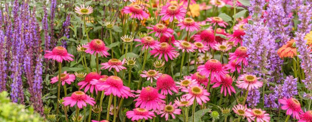 Coneflowers in giardino