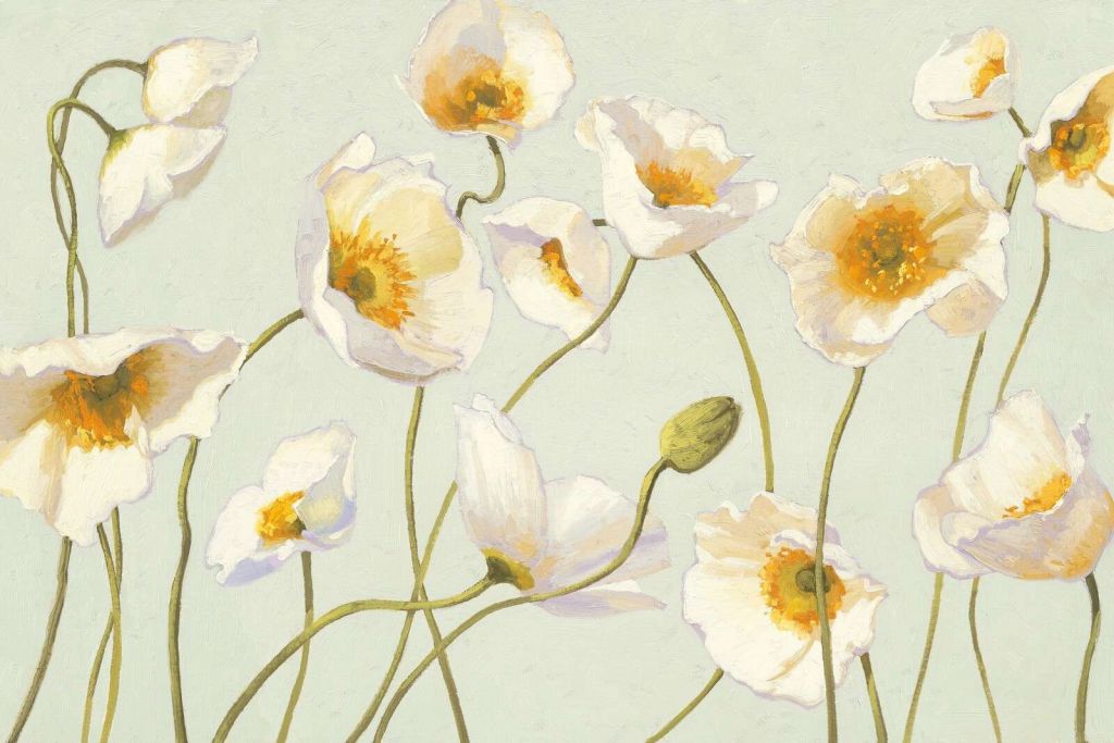 Papaveri bianchi al vento leggero