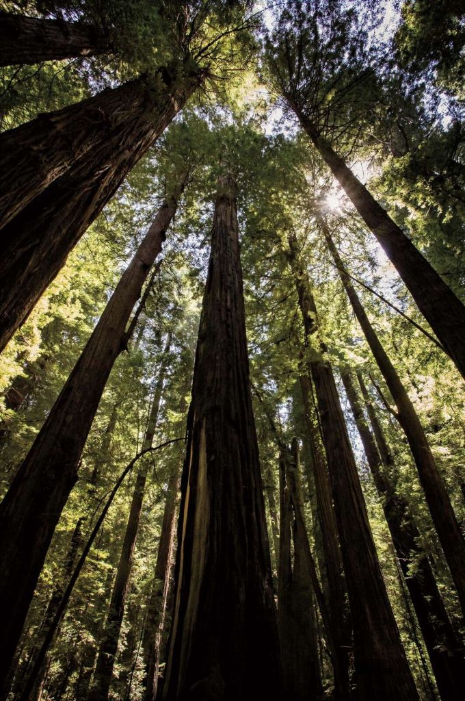 Alberi giganti nella foresta di luce solare
