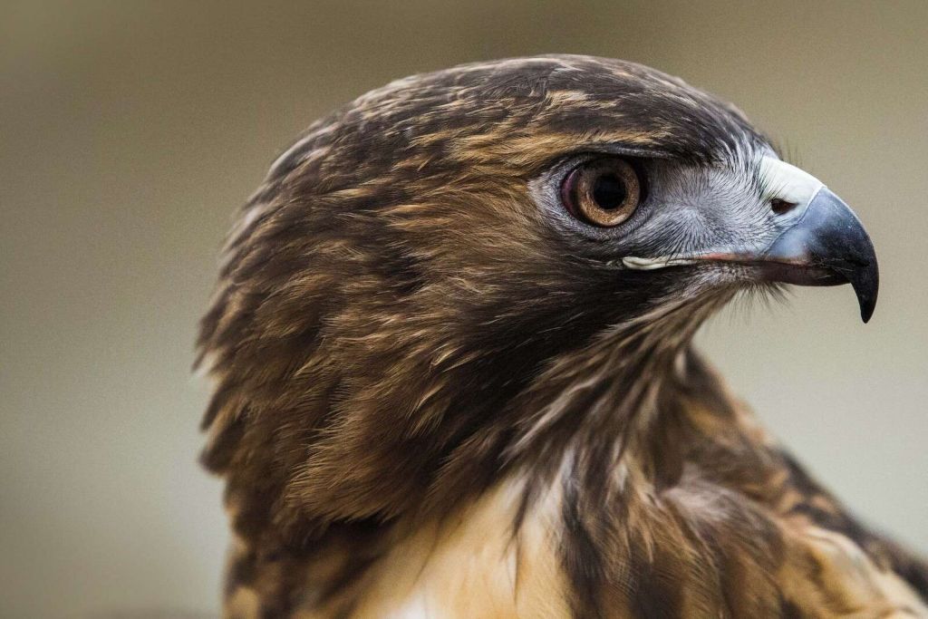 Arendblik In Warme Verenpracht