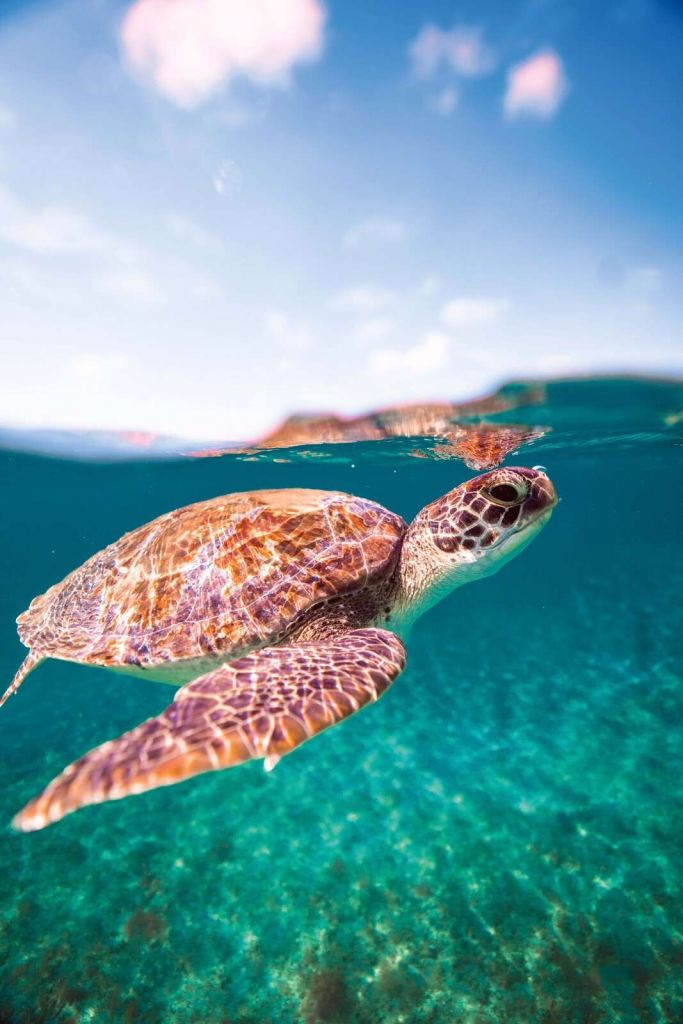 Tartaruga marina in laguna turchese