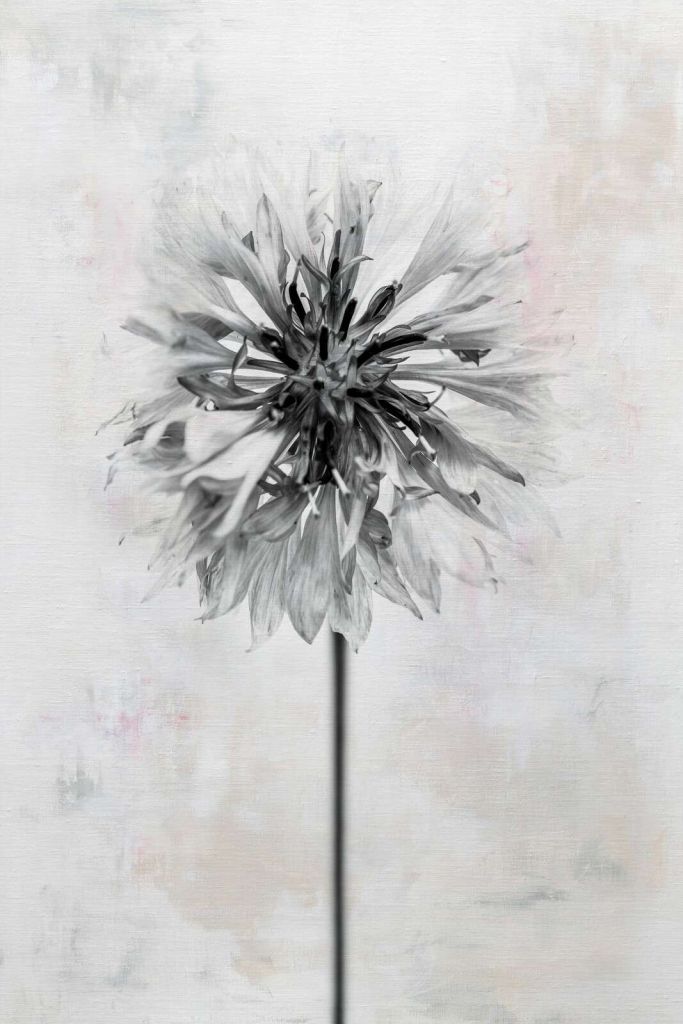 Fiore nero su sfondo chiaro