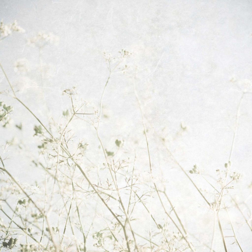 Fiori di campo leggeri nella nebbia del mattino