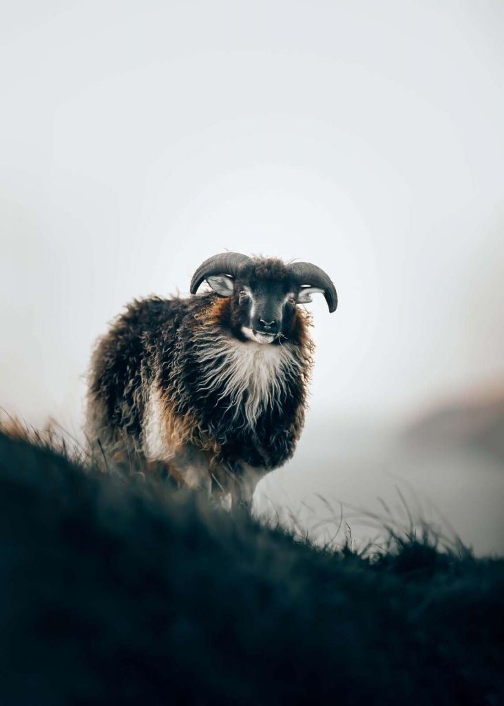 Ariete nella nebbia mattutina