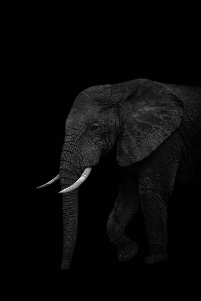 Elefante in ombra scura