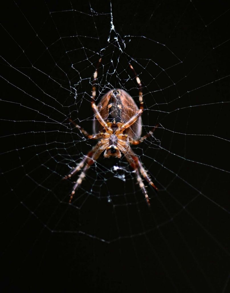 Ragno dettagliato nella ragnatela