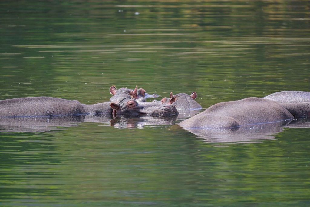 Ippopotami in un paesaggio acquatico tranquillo