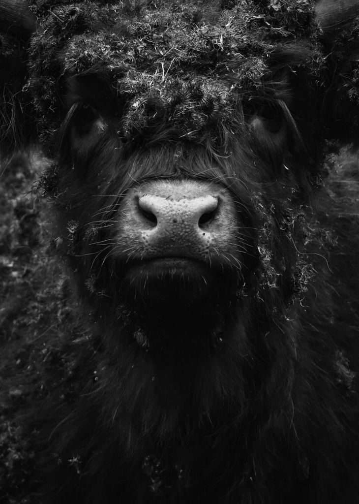 ritratto ravvicinato di una mucca Highland nera