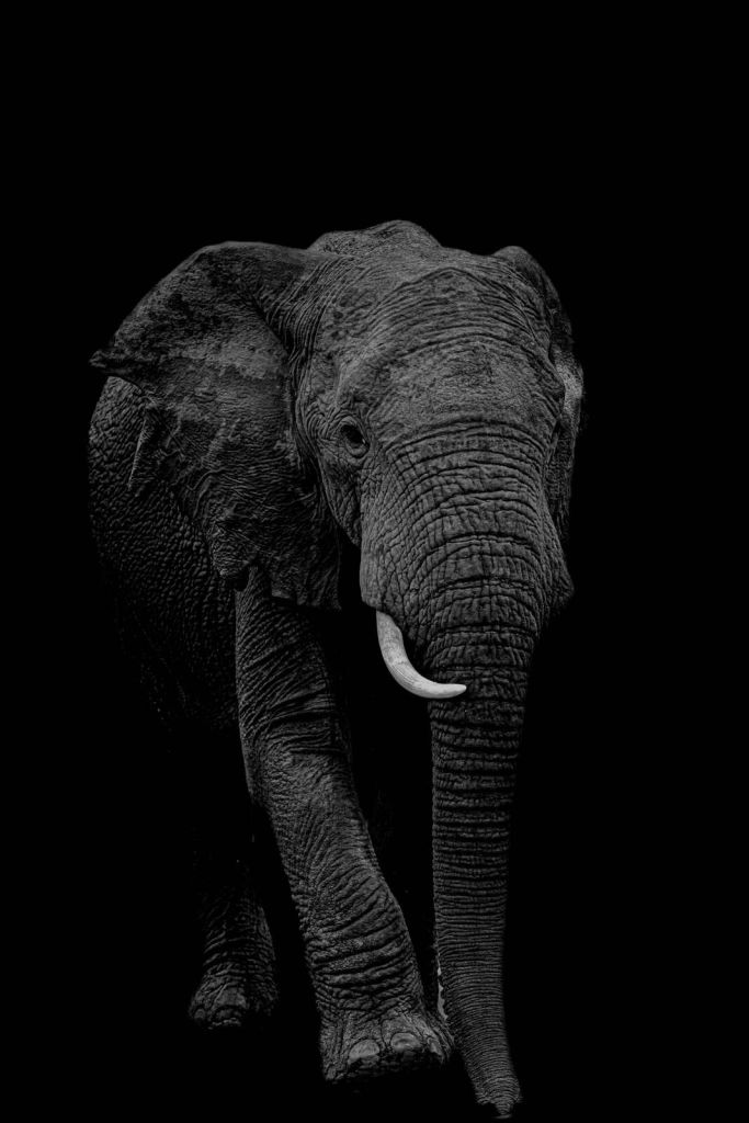 elefante in piedi in bianco e nero