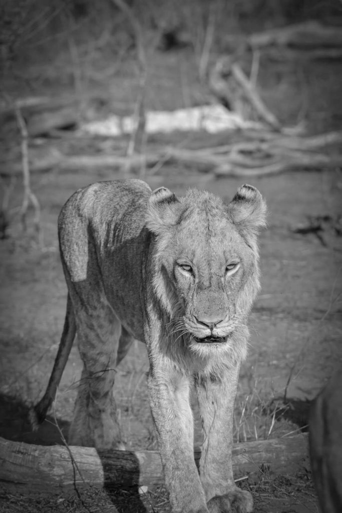leone bianco e nero nella savana