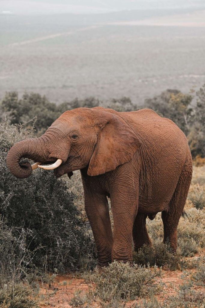 elefante africano nel paesaggio della savana