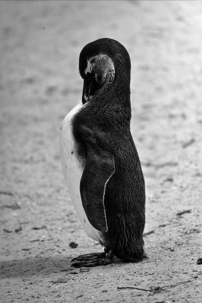 Pinguino bianco e nero a riposo