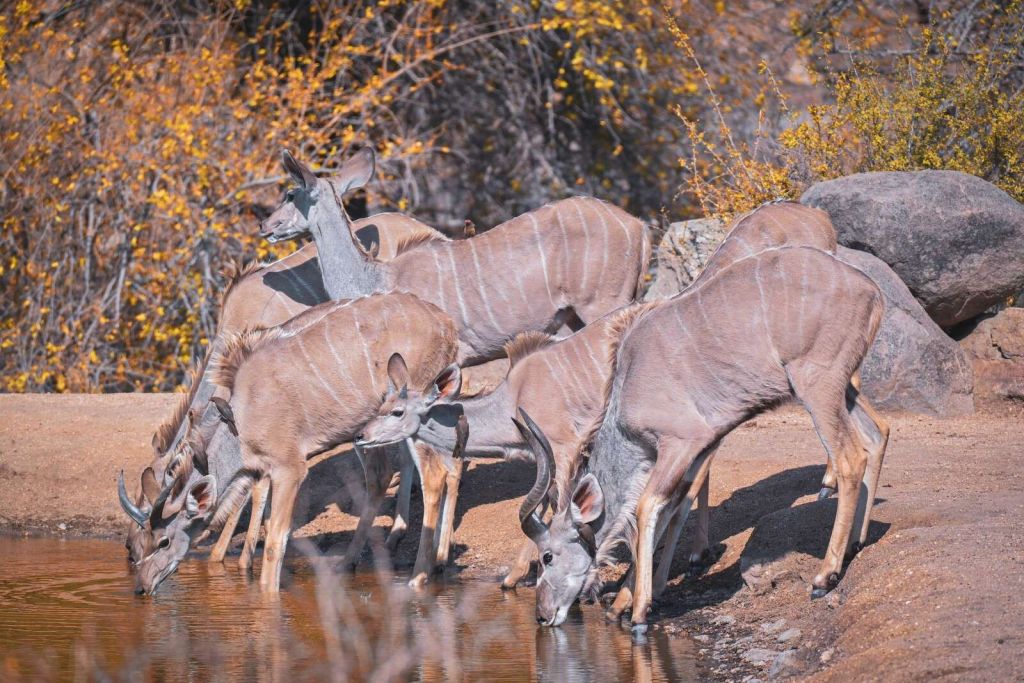 Branchi di kudu presso una pozza d’acqua