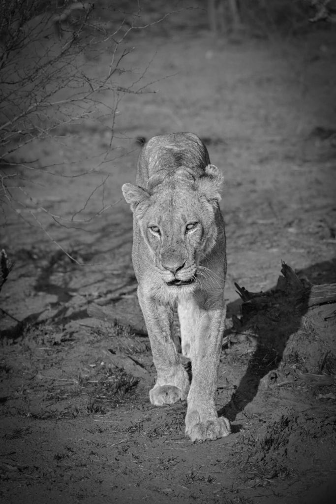 lionessa bianca e nera nella savana