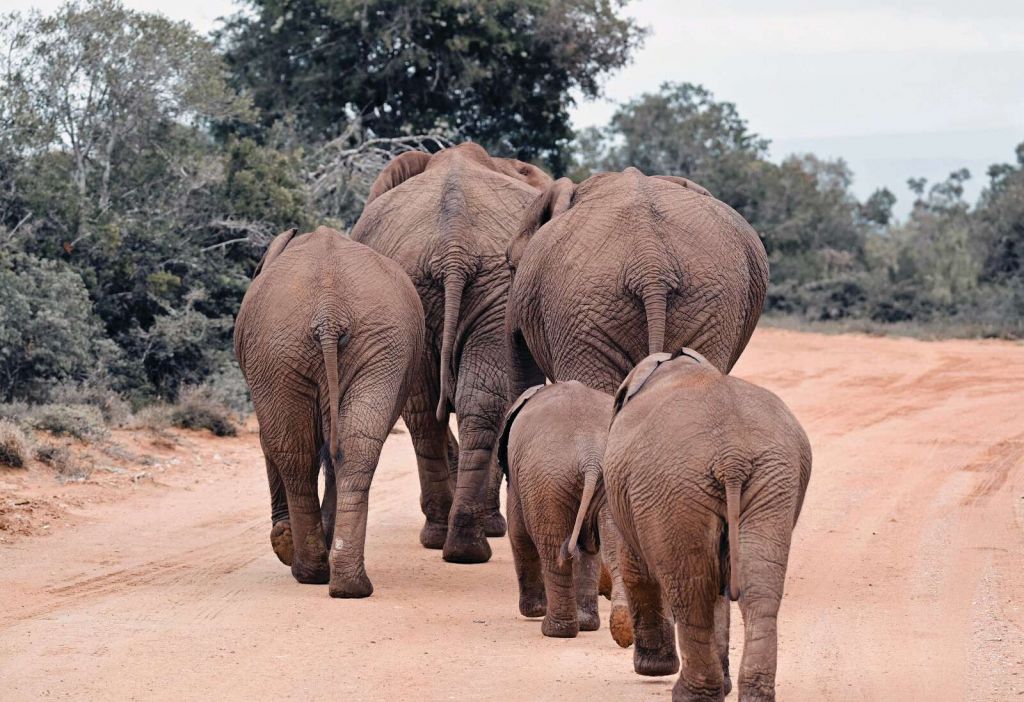 Famiglia di elefanti sul sentiero della savana