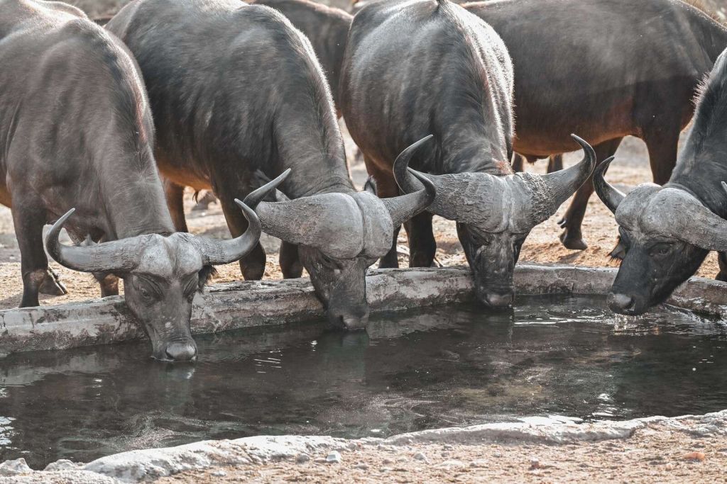 bufali africani presso una pozza d'acqua